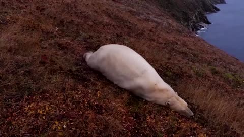 Polar bears take over abandoned Russian Arctic research station