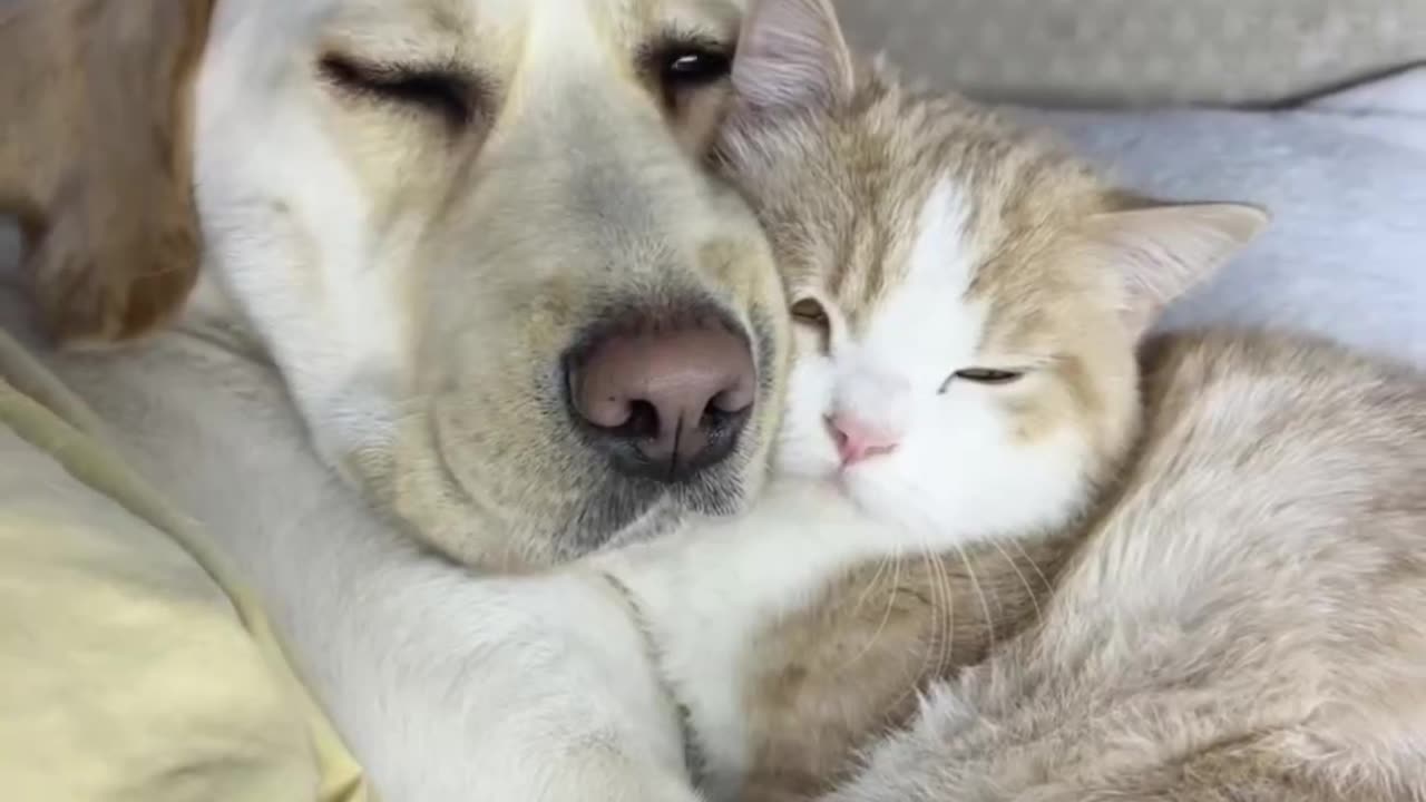 Dog cute 🥰 video