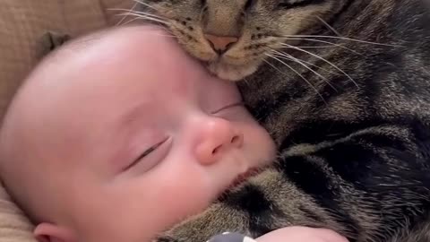 cute and loving cat