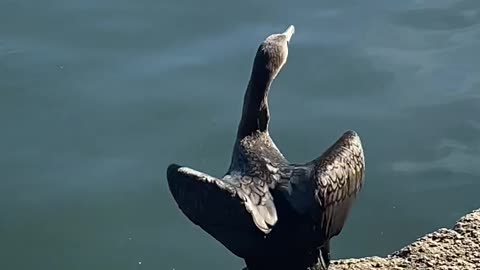 Double-crested Cormorant and coot #cormorant #coot #followme #shorts #viral #trending