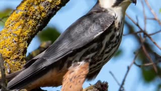 🌊🕊️ Ukraine Russia War | Nature's Resilience in Odessa's Wetlands | RCF