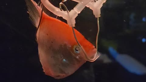 Angelfish in a Harness