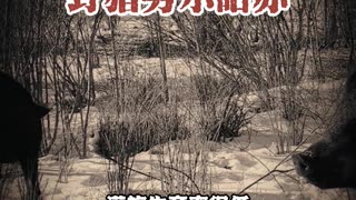 野猪努尔哈赤 #国学智慧#国学文化#传统文化