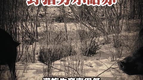 野猪努尔哈赤 #国学智慧#国学文化#传统文化