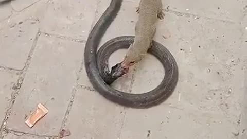 😮🦊 Watch A Snake Outwit A Tiger! | FeedMyCuriosity