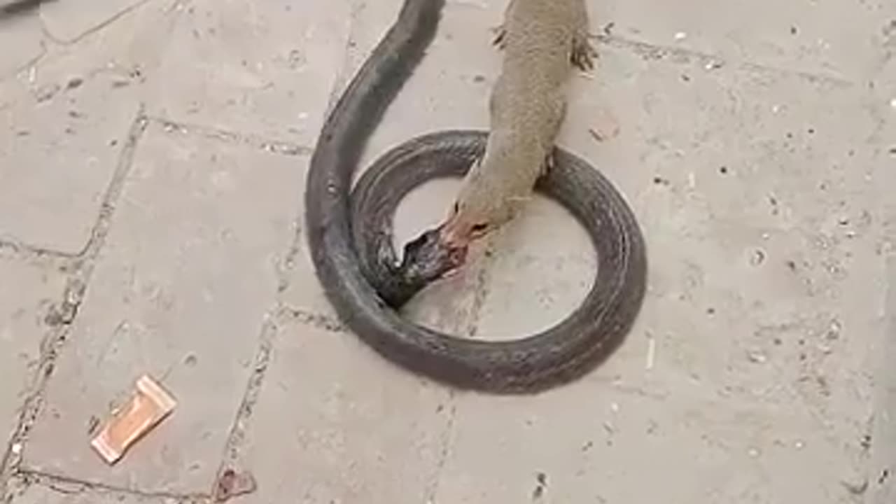 😮🦊 Watch A Snake Outwit A Tiger! | FeedMyCuriosity