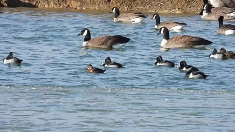 Canada Geese & Ring-necked Ducks on an Icy Pond #canadageese