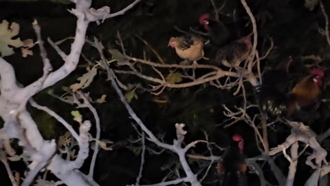 Chickens Roost on Tree