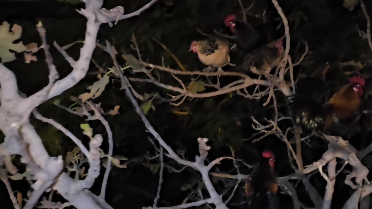 Chickens Roost on Tree