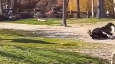 Funny Animal Video ✨✨✨ | Hilarious Dogs, Cats & Wild Animal Moments 🐶🐱😂