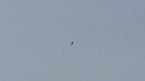 🛸🌳 UAP Sighting in Toronto Park? Witness Describes Bizarre Object! | TheTruthAbove