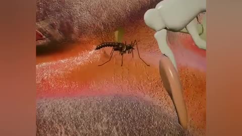 when a gnat flies