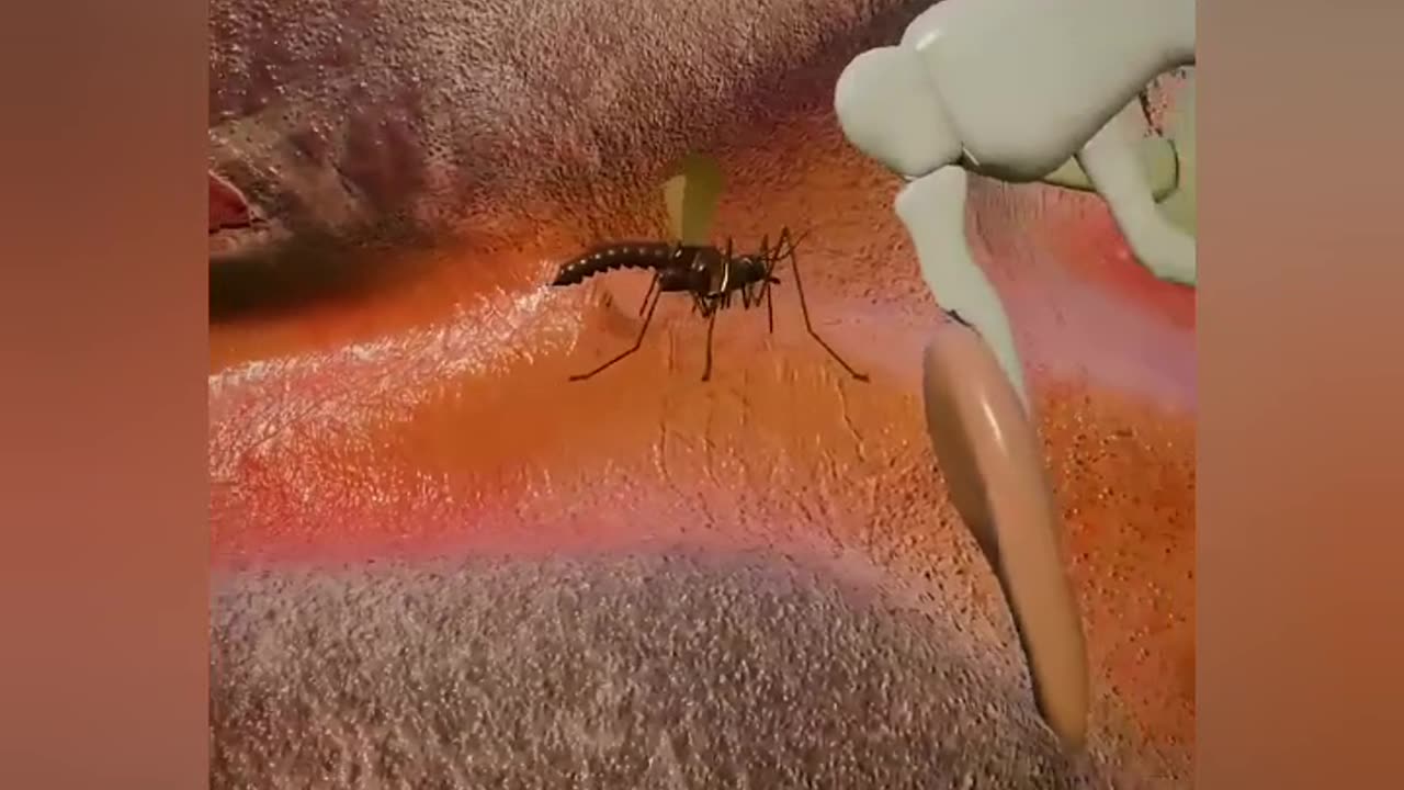 when a gnat flies