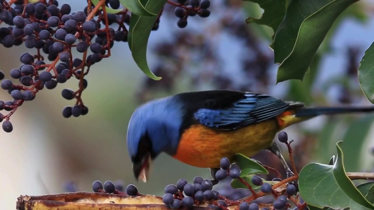 Spring Symphony 🌸🐦