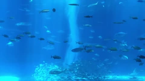 Ocean Aquarium | Underwater Ambience with Peaceful Music