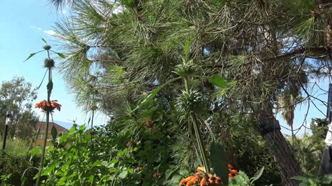 Gibraltar Europe Botanical Garden Paradise 2025 See the butterflies and other wildlife.