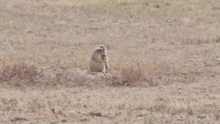 😂💕 The Most Adorable Animal Love Story! Falling in Love | FunFM