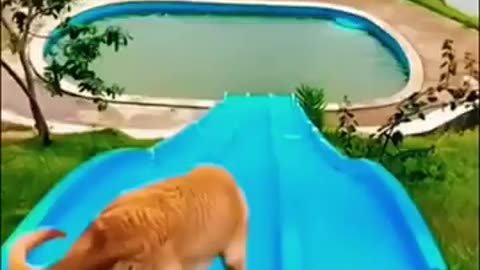 Playful Mischief Naughty Dogs