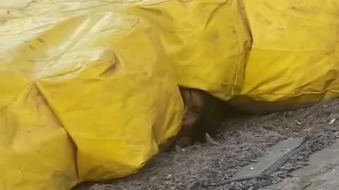 😱👻 Short Clip! Ouija & Jinn Unleashed | TheHauntingHour