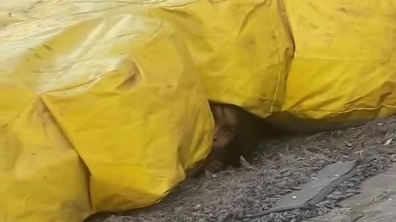 😱👻 Short Clip! Ouija & Jinn Unleashed | TheHauntingHour