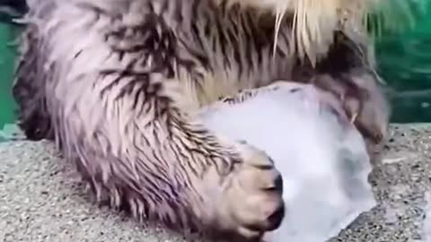 Sea Otters