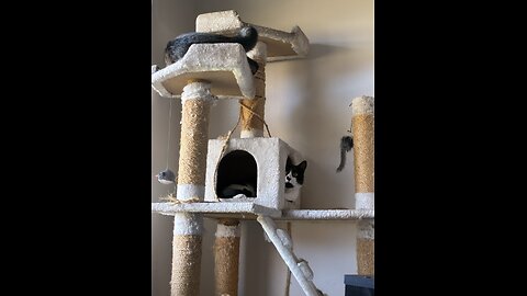 Cats playing on the cat tree.
