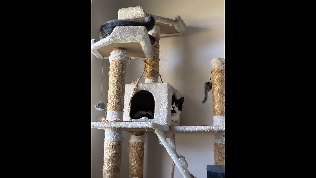 Cats playing on the cat tree.