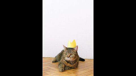 Cats fighting is so funny, you'll faint from laughter until the end.