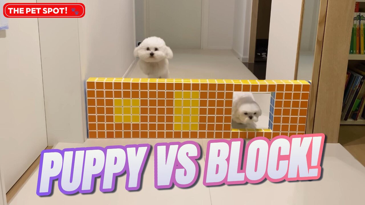 Puppy vs Block - You Won't Believe What Happens Next!🐶💥