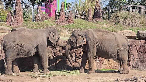 Busch Gardens Elephants