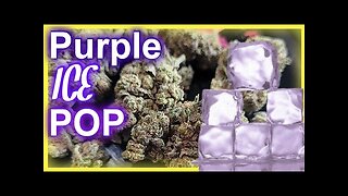 JK Distro’s Purple Ice Pop THCA Flower Review 🍇❄️ | Is This the Frostiest Strain Yet?