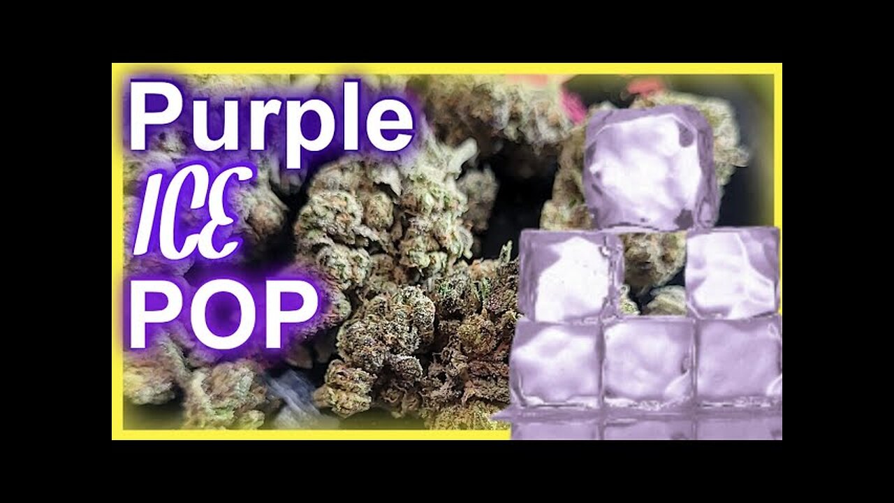 JK Distro’s Purple Ice Pop THCA Flower Review 🍇❄️ | Is This the Frostiest Strain Yet?