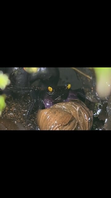 Spot Feeding Vampire Crabs