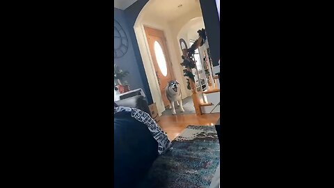 Love All Life Always #448 - Dramatic Husky - Now These Are Spirited Dogs!