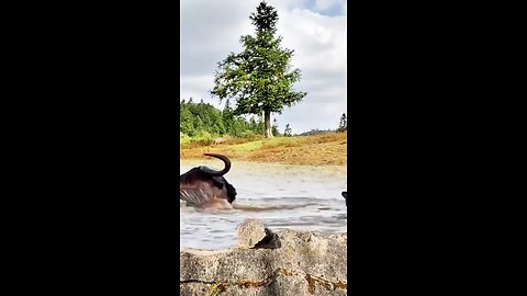 Wildebeest vs Wild Dog.