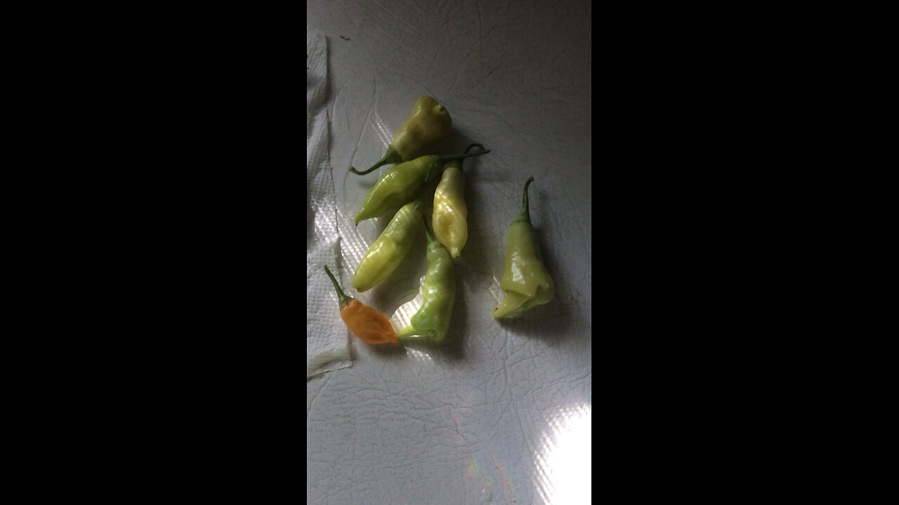 Update on the Sugar Rush Peach Pepper plant zone 7B