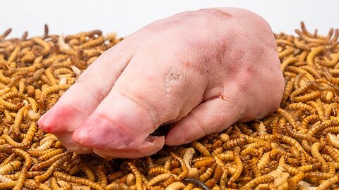 10000 Mealworms VS Pig Feet | Fascinating Timelapse of Nature’s Cleanup Crew