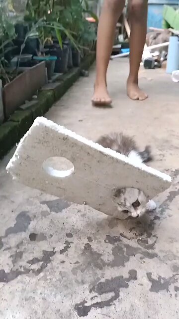 Funny Cat Video Collection Part 4