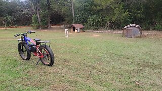 Sparky running loose again.