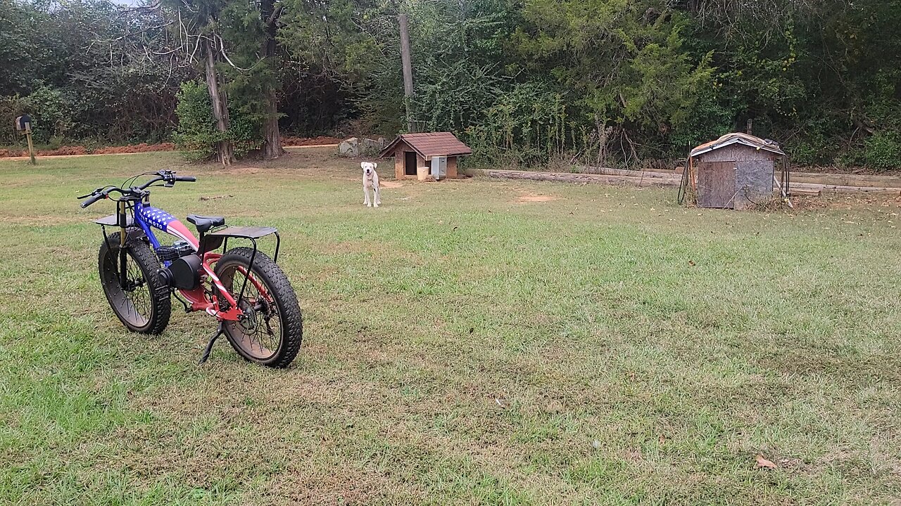 Sparky running loose again.