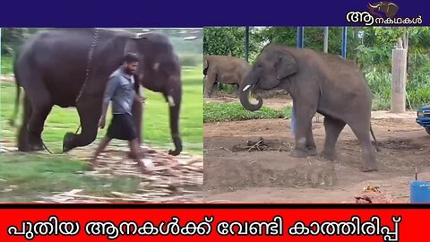 ആനകളുടെ വാടക കുത്തനെ കുറയും, ആനപ്രേമികൾക്കു സന്തോഷിക്കാം _ Elephant video kerala _ Aanakathakal