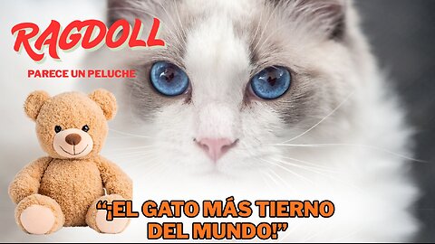 🐱 Ragdoll: El gato más tierno del mundo 💙 | Conócelo y enamórate