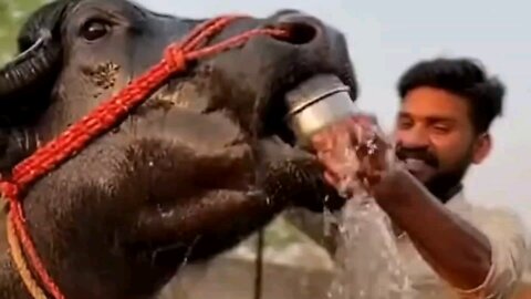 بھینس کا ایک خوبصورت سا منظر bhains ka ek khubsurat mandir