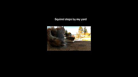 Buddy squirrel loves his snack