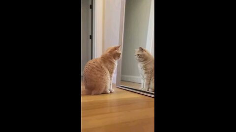 The #parrot Meets His Handsome Enemy