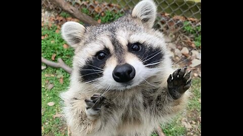 Alabama Raccoon