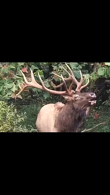 THE ULTIMATE GIVER - DAILY DEVOTIONAL ❤️