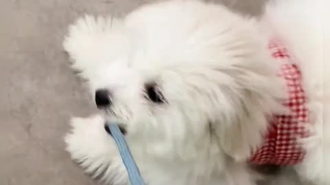 My Daily Life Vlog Short Clip Series Part 325 📸📸 Simple Day in My Life 🧬