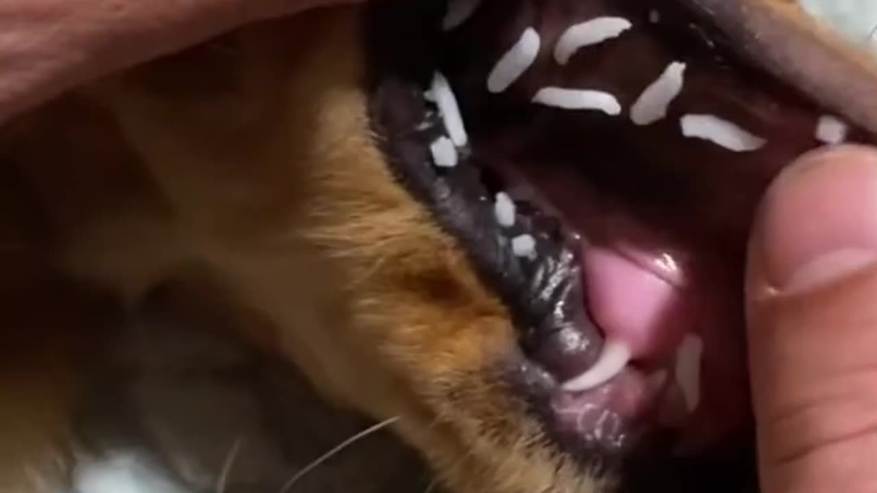 vet says it’s good for an upset tum, but that’s probably only if it actually makes it past his lips?