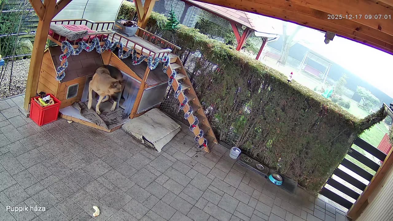 GSD Enzo cannot contain his energy